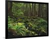 Rainforest, Mossy Rocks, Mt Rainier National Park, Washington, USA-Stuart Westmorland-Framed Photographic Print