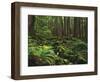 Rainforest, Mossy Rocks, Mt Rainier National Park, Washington, USA-Stuart Westmorland-Framed Photographic Print