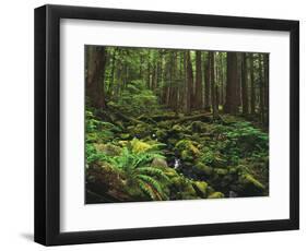 Rainforest, Mossy Rocks, Mt Rainier National Park, Washington, USA-Stuart Westmorland-Framed Photographic Print