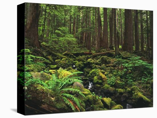 Rainforest, Mossy Rocks, Mt Rainier National Park, Washington, USA-Stuart Westmorland-Stretched Canvas