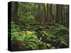 Rainforest, Mossy Rocks, Mt Rainier National Park, Washington, USA-Stuart Westmorland-Stretched Canvas