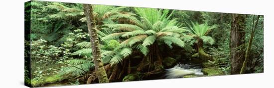 Rainforest, Mt. Field National Park, Tasmania, Australia-null-Stretched Canvas