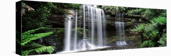 Rainforest, Mt. Field National Park, Tasmania, Australia-null-Stretched Canvas