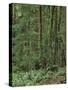 Rainforest, Olympic Peninsula, Olympic National Park, Washington State, USA-Walter Bibikow-Stretched Canvas