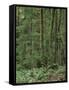 Rainforest, Olympic Peninsula, Olympic National Park, Washington State, USA-Walter Bibikow-Framed Stretched Canvas