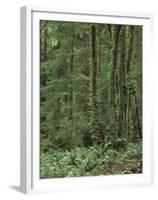 Rainforest, Olympic Peninsula, Olympic National Park, Washington State, USA-Walter Bibikow-Framed Premium Photographic Print