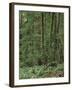 Rainforest, Olympic Peninsula, Olympic National Park, Washington State, USA-Walter Bibikow-Framed Premium Photographic Print