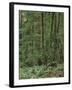 Rainforest, Olympic Peninsula, Olympic National Park, Washington State, USA-Walter Bibikow-Framed Premium Photographic Print