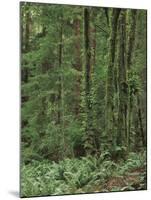 Rainforest, Olympic Peninsula, Olympic National Park, Washington State, USA-Walter Bibikow-Mounted Premium Photographic Print