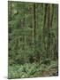 Rainforest, Olympic Peninsula, Olympic National Park, Washington State, USA-Walter Bibikow-Mounted Premium Photographic Print