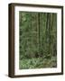 Rainforest, Olympic Peninsula, Olympic National Park, Washington State, USA-Walter Bibikow-Framed Photographic Print