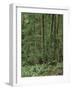 Rainforest, Olympic Peninsula, Olympic National Park, Washington State, USA-Walter Bibikow-Framed Photographic Print