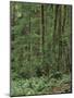 Rainforest, Olympic Peninsula, Olympic National Park, Washington State, USA-Walter Bibikow-Mounted Photographic Print