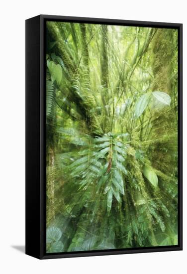 Rainforest Orosi Valley, Purisil Private Reserve-null-Framed Stretched Canvas