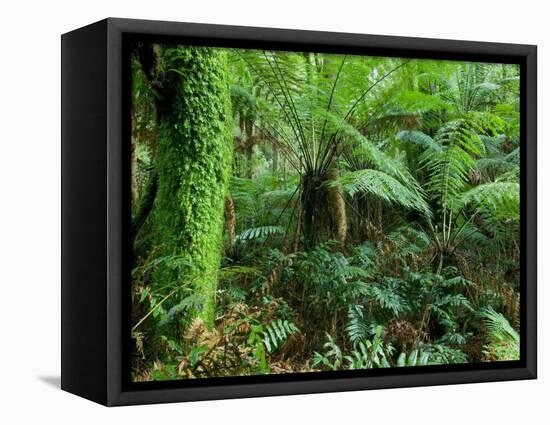 Rainforest, Otway National Park, Victoria, Australia-Thorsten Milse-Framed Stretched Canvas