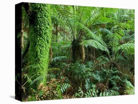 Rainforest, Otway National Park, Victoria, Australia-Thorsten Milse-Stretched Canvas