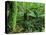 Rainforest, Otway National Park, Victoria, Australia-Thorsten Milse-Stretched Canvas