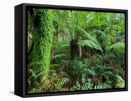 Rainforest, Otway National Park, Victoria, Australia-Thorsten Milse-Framed Stretched Canvas