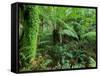 Rainforest, Otway National Park, Victoria, Australia-Thorsten Milse-Framed Stretched Canvas