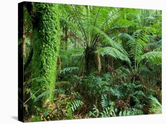 Rainforest, Otway National Park, Victoria, Australia-Thorsten Milse-Stretched Canvas