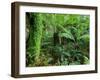 Rainforest, Otway National Park, Victoria, Australia-Thorsten Milse-Framed Premium Photographic Print