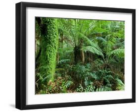 Rainforest, Otway National Park, Victoria, Australia-Thorsten Milse-Framed Premium Photographic Print