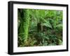 Rainforest, Otway National Park, Victoria, Australia-Thorsten Milse-Framed Premium Photographic Print