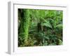 Rainforest, Otway National Park, Victoria, Australia-Thorsten Milse-Framed Premium Photographic Print