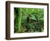 Rainforest, Otway National Park, Victoria, Australia-Thorsten Milse-Framed Photographic Print