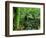 Rainforest, Otway National Park, Victoria, Australia-Thorsten Milse-Framed Photographic Print