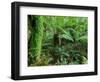 Rainforest, Otway National Park, Victoria, Australia-Thorsten Milse-Framed Photographic Print