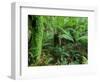 Rainforest, Otway National Park, Victoria, Australia-Thorsten Milse-Framed Photographic Print