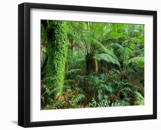 Rainforest, Otway National Park, Victoria, Australia-Thorsten Milse-Framed Photographic Print