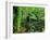 Rainforest, Otway National Park, Victoria, Australia-Thorsten Milse-Framed Photographic Print