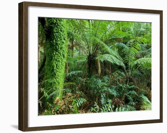 Rainforest, Otway National Park, Victoria, Australia-Thorsten Milse-Framed Photographic Print