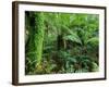 Rainforest, Otway National Park, Victoria, Australia-Thorsten Milse-Framed Photographic Print