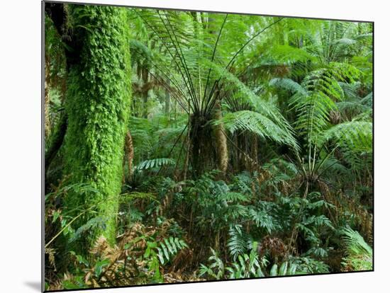 Rainforest, Otway National Park, Victoria, Australia-Thorsten Milse-Mounted Photographic Print