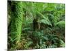 Rainforest, Otway National Park, Victoria, Australia-Thorsten Milse-Mounted Photographic Print