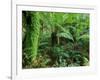 Rainforest, Otway National Park, Victoria, Australia-Thorsten Milse-Framed Photographic Print