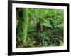 Rainforest, Otway National Park, Victoria, Australia-Thorsten Milse-Framed Photographic Print