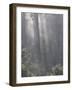 Rainforest, Pacific Rim National Park, Vancouver Island, British Columbia, Canada, North America-Jochen Schlenker-Framed Photographic Print