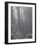 Rainforest, Pacific Rim National Park, Vancouver Island, British Columbia, Canada, North America-Jochen Schlenker-Framed Photographic Print