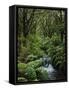 Rainforest, Queimadas, Madeira, Portugal, Atlantic Ocean, Europe-Jochen Schlenker-Framed Stretched Canvas