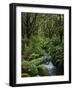 Rainforest, Queimadas, Madeira, Portugal, Atlantic Ocean, Europe-Jochen Schlenker-Framed Photographic Print