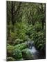 Rainforest, Queimadas, Madeira, Portugal, Atlantic Ocean, Europe-Jochen Schlenker-Mounted Photographic Print