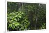 Rainforest Rain Storm, Yasuni NP, Amazon Rainforest Ecuador-Pete Oxford-Framed Photographic Print