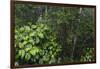 Rainforest Rain Storm, Yasuni NP, Amazon Rainforest Ecuador-Pete Oxford-Framed Photographic Print