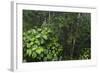 Rainforest Rain Storm, Yasuni NP, Amazon Rainforest Ecuador-Pete Oxford-Framed Photographic Print