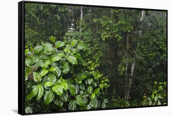 Rainforest Rain Storm, Yasuni NP, Amazon Rainforest Ecuador-Pete Oxford-Framed Stretched Canvas