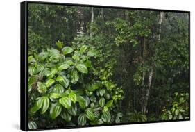 Rainforest Rain Storm, Yasuni NP, Amazon Rainforest Ecuador-Pete Oxford-Framed Stretched Canvas